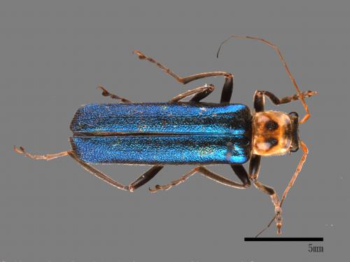 <已分類>Family：Cantharidae[菊虎科][00084372]