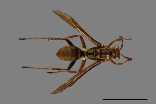 Polistes formosanus[00013233]