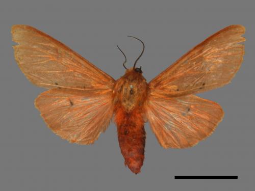 Spilarctia wilemani[褐赭污燈蛾][00044659]