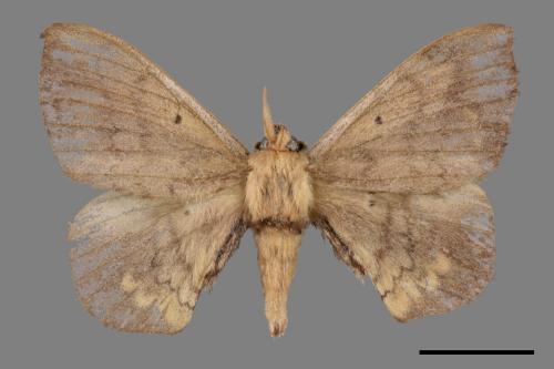 Andraca olivacea[綠茶蠶蛾][00053014]