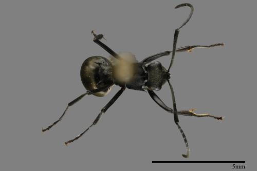 Polyrhachis illaudata[麥氏棘山蟻][00093963]