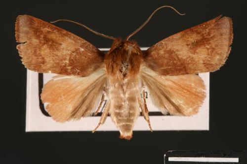 Carea internifusca[間赭瘤蛾][00004656]