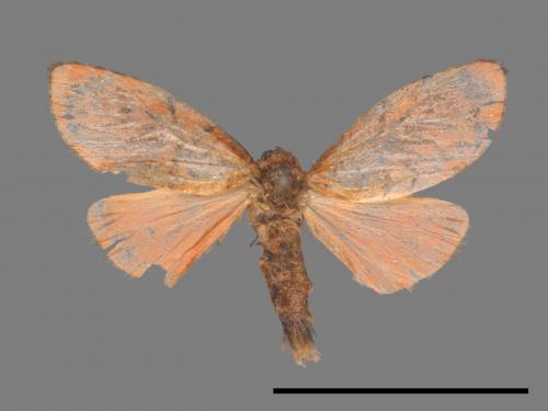 Miltochrista aberrans[異美苔蛾][00045347]