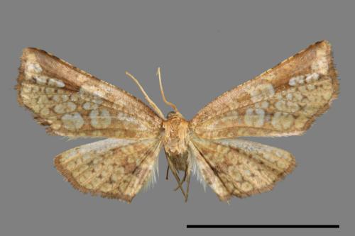<已分類>Family：Thyrididae[窗蛾科][00039268]