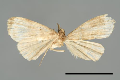 <已分類>Family：Noctuidae[夜蛾科][00010979]