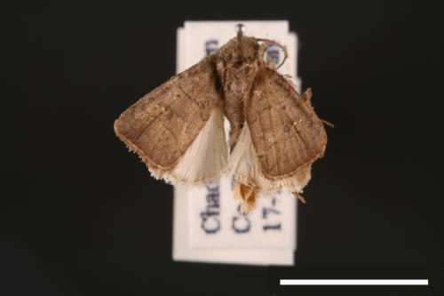 Athetis cognata[00003233]