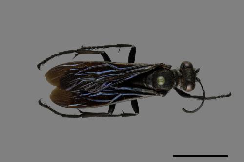 <已分類>Family：Sphecidae[細腰蜂科][00072555]