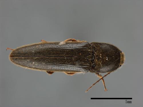 <已分類>Family：Elateridae[叩頭蟲科][00046873]