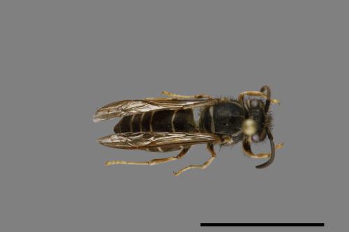 Vespula flaviceps[細黃胡蜂][00072960]