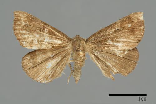 Hypena tenebralis[00009886]