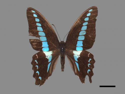 Graphium sarpedon connectens[青帶鳳蝶][00027548]