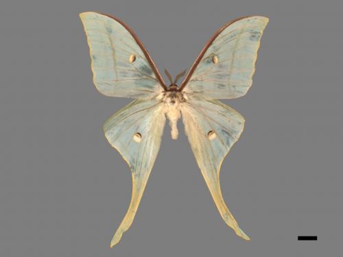 Actias selene ningpoana[長尾水青蛾][00016345]