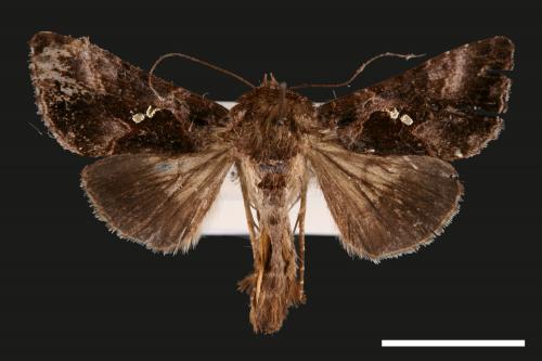 Chrysodeixis minutus[00029101]