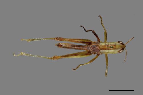 <已分類>Order：Orthoptera[直翅目][00086716]