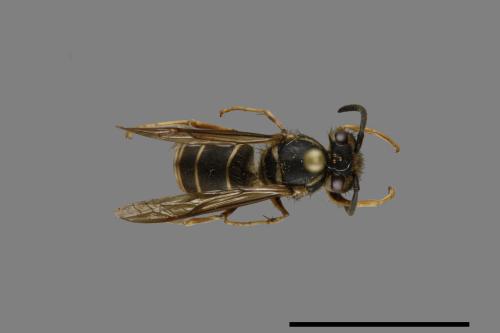 Vespula flaviceps[細黃胡蜂][00072998]