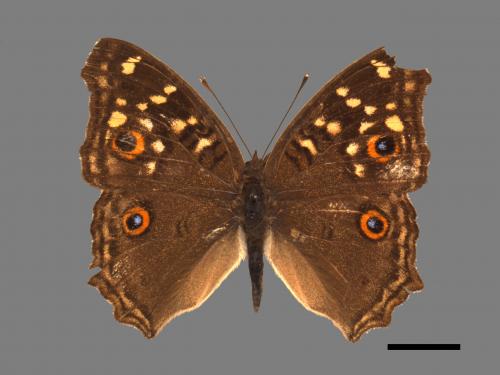 Junonia lemonias aenaria[眼紋擬蛺蝶][00060236]