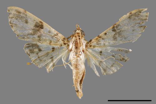<已分類>Family：Crambidae[草螟科][00065700]