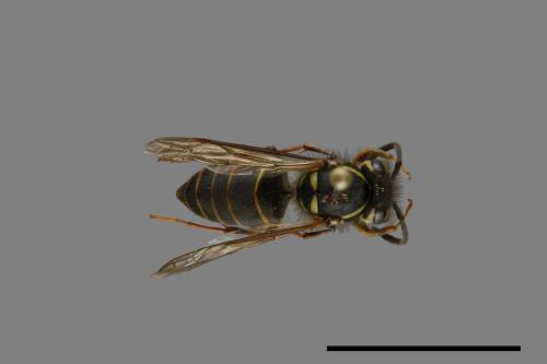 Vespula flaviceps[細黃胡蜂][00073013]