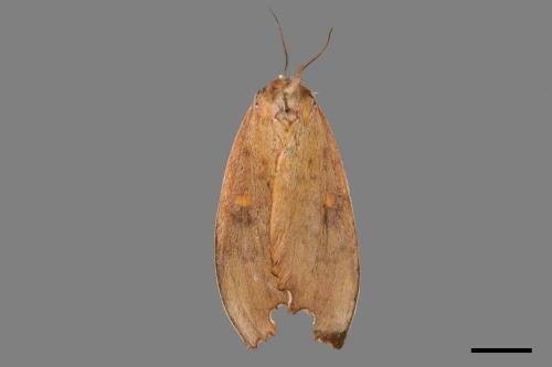 Euhampsonia formosana[黃星凹緣舟蛾][00036895]