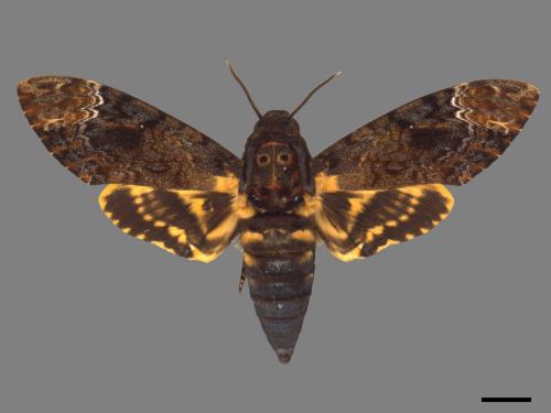 Acherontia lachesis[人面天蛾][00017804]
