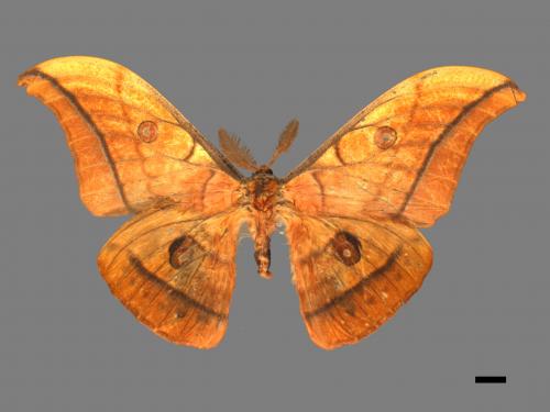 Antheraea yamamai superba[大透目天蠶蛾][00016041]