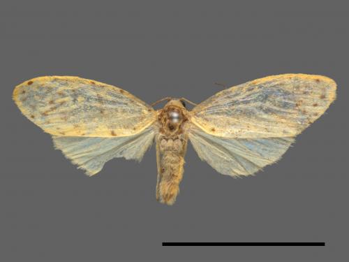 Asura alikangiae[關山豔苔蛾][00022268]