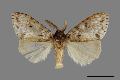 Lymantria grisea kosemponis[L紋褐毒蛾][00071054]