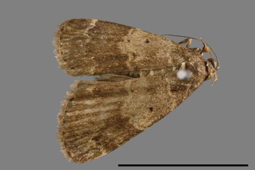 <已分類>Family：Noctuidae[夜蛾科][00010673]