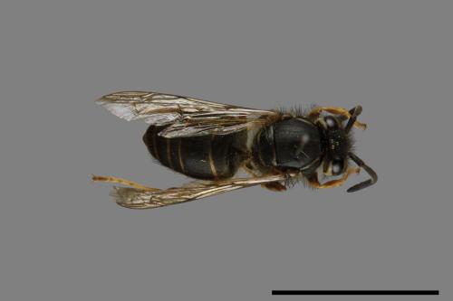 Vespula flaviceps[細黃胡蜂][00073331]