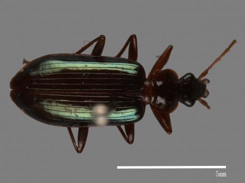 <已分類>Family：Carabidae[步行蟲科][00041116]