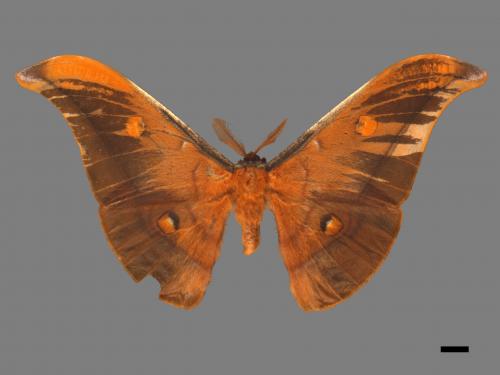 Antheraea formosana[紅目天蠶蛾][00105519]