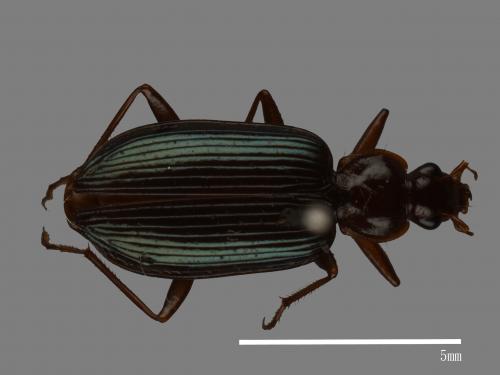 <已分類>Family：Carabidae[步行蟲科][00048593]
