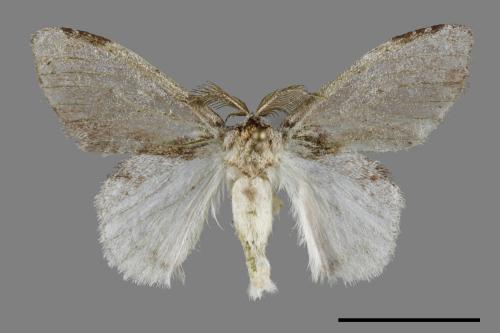 Liparopsis postalbida[中灰舟蛾][00069930]