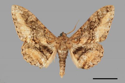 Jankowskia taiwanensis[台灣後眉尺蛾][00056393]