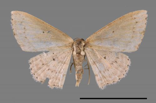 <已分類>Genus：Scopula[00038192]