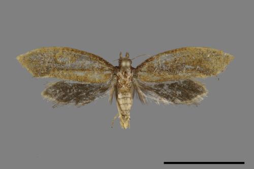 <已分類>Family：Tineidae[穀蛾科][00092351]