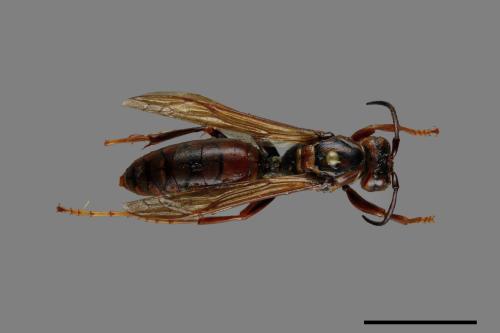 Polistes jokahamae[果馬蜂][00072821]