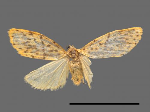Asura alikangiae[關山豔苔蛾][00047988]