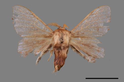 Triuncina brunnea[褐斑白蠶蛾][00053070]