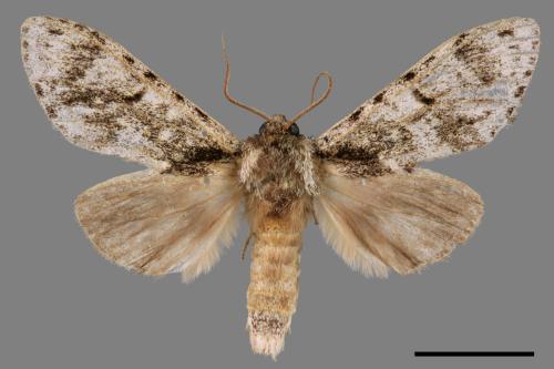Pheosiopsis cinerea formosana[喜夙舟蛾][00059843]