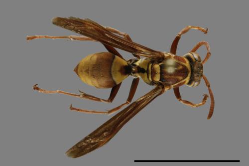 Polistes shirakii[shirakii][00119379]