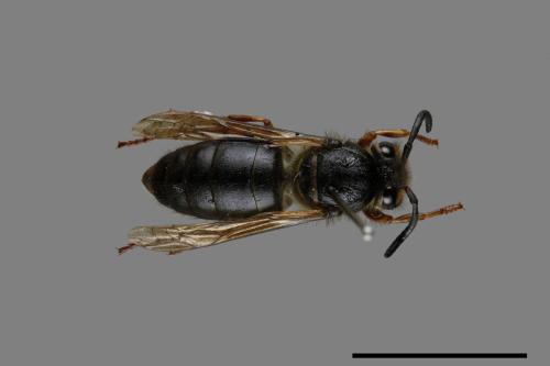 Vespula flaviceps[細黃胡蜂][00073172]