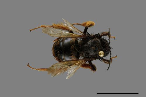 Bombus eximius[精選熊蜂][00086087]