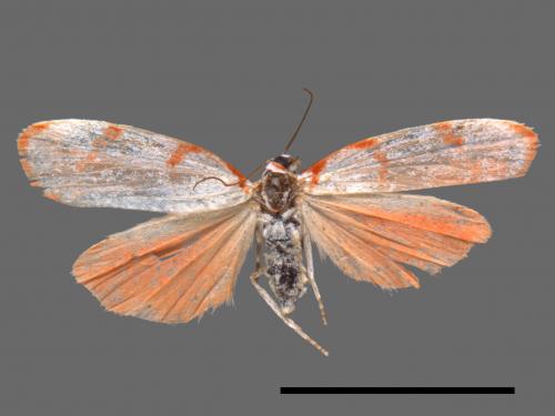 Cyana sanguinea[血紅雪苔蛾][00045202]