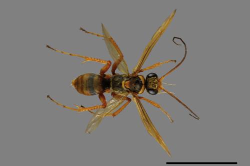 <已分類>Family：Pompilidae[蛛蜂科][00041949]