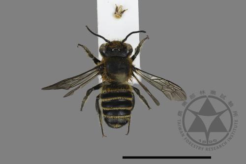 <已分類>Genus：Megachile[切葉蜂屬][00197350]