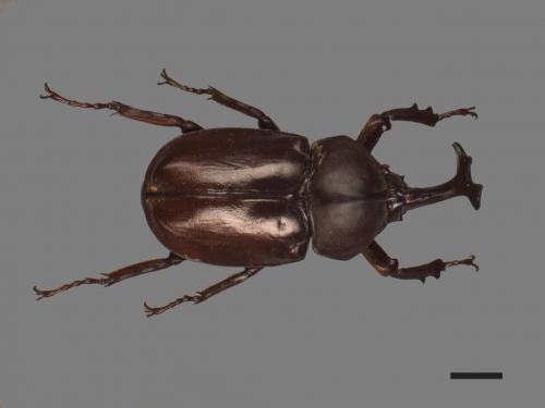 Allomyrina dichotomus[獨角仙][00080701]