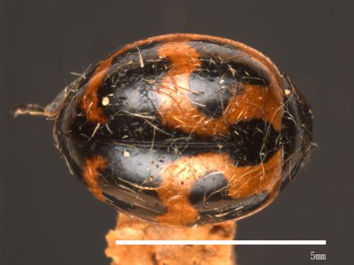 Coccinella transversalis[狹臀瓢蟲][00085962]