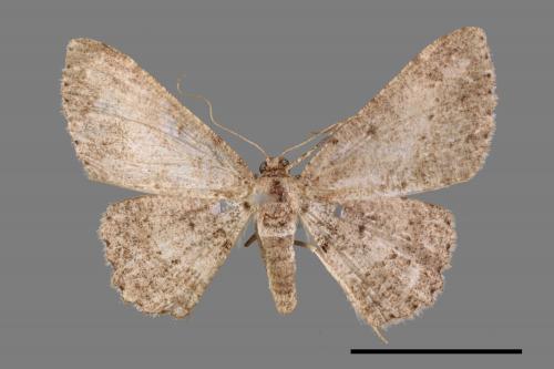 Psilalcis breta rantaizana[巒大山小尺蛾][00026030]
