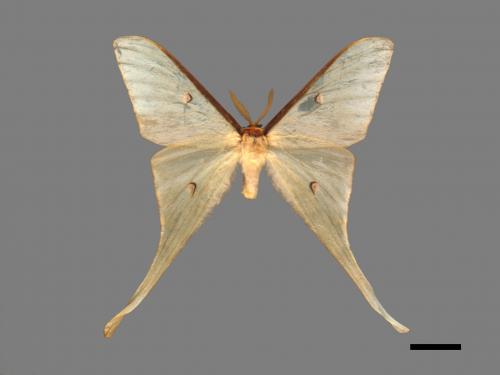 Actias neidhoederi[姬長尾水青蛾][00016392]